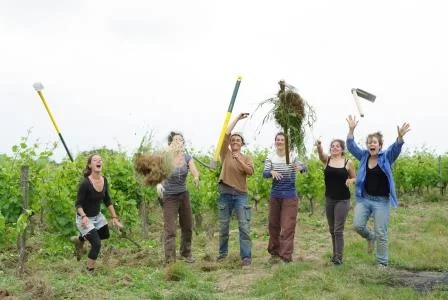 La culture de la vigne