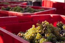 Vendanges manuelles