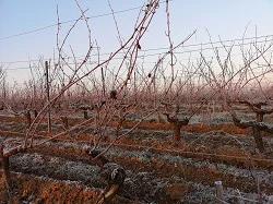 Les vignes