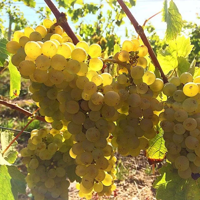 Vendanges 2014