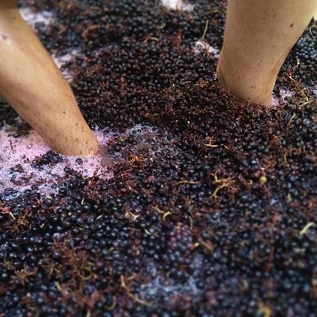 Vendanges 2014