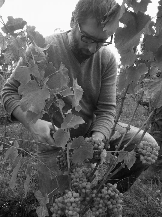 Vendanges 2013