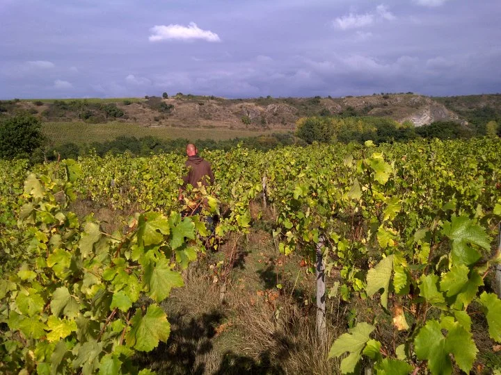 Vendanges 2013