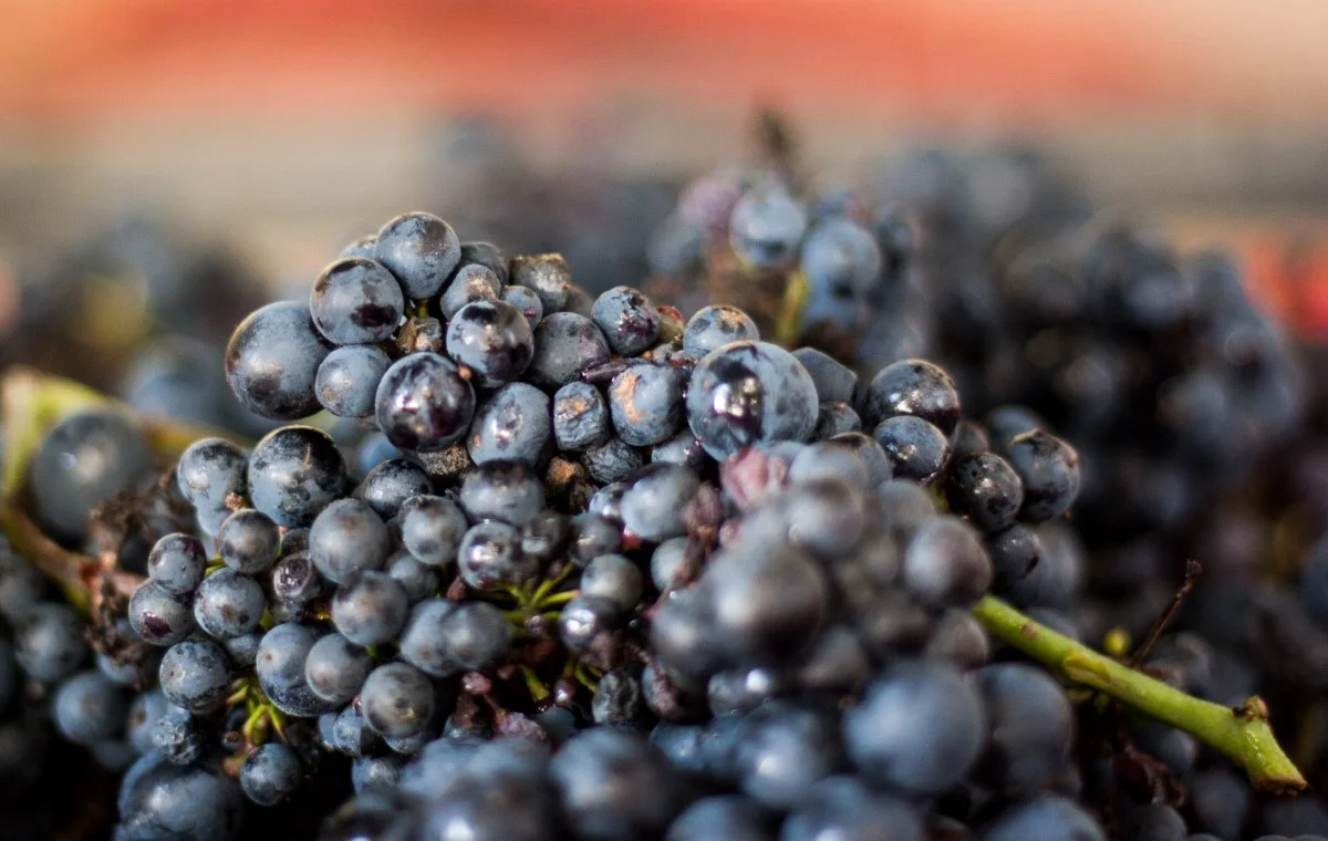 Vendanges 2016
