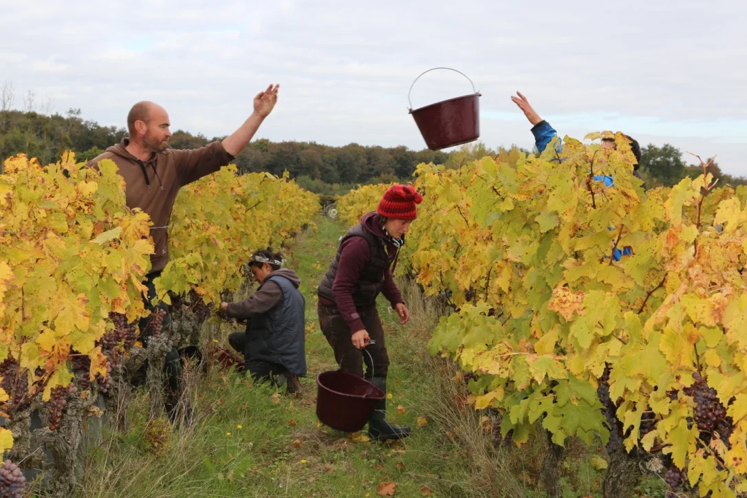Vendanges 2015