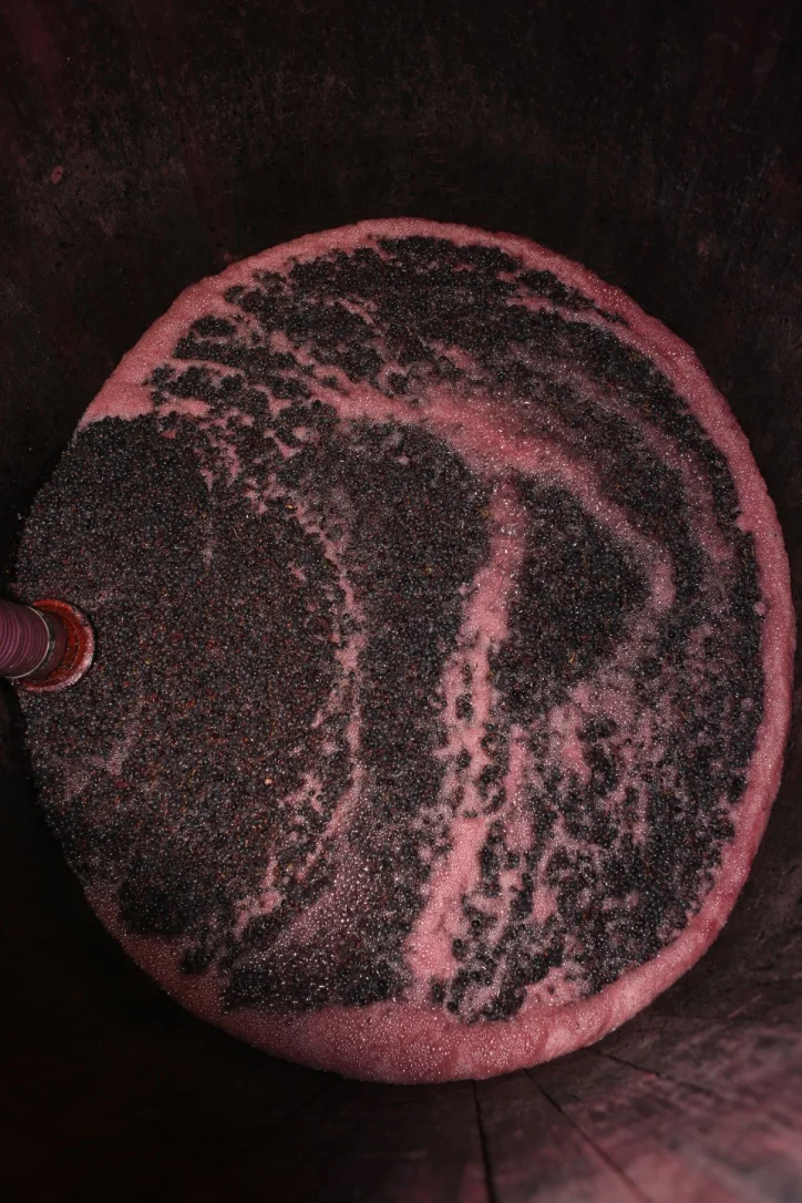 Vendanges 2015