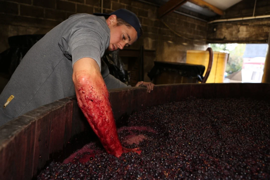 Vendanges 2015