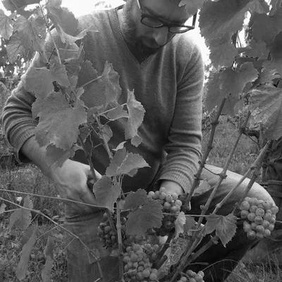 Vendanges 2013
