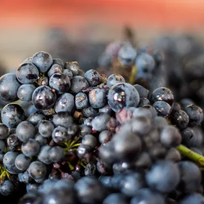 Vendanges 2016