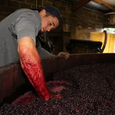 Vendanges 2015