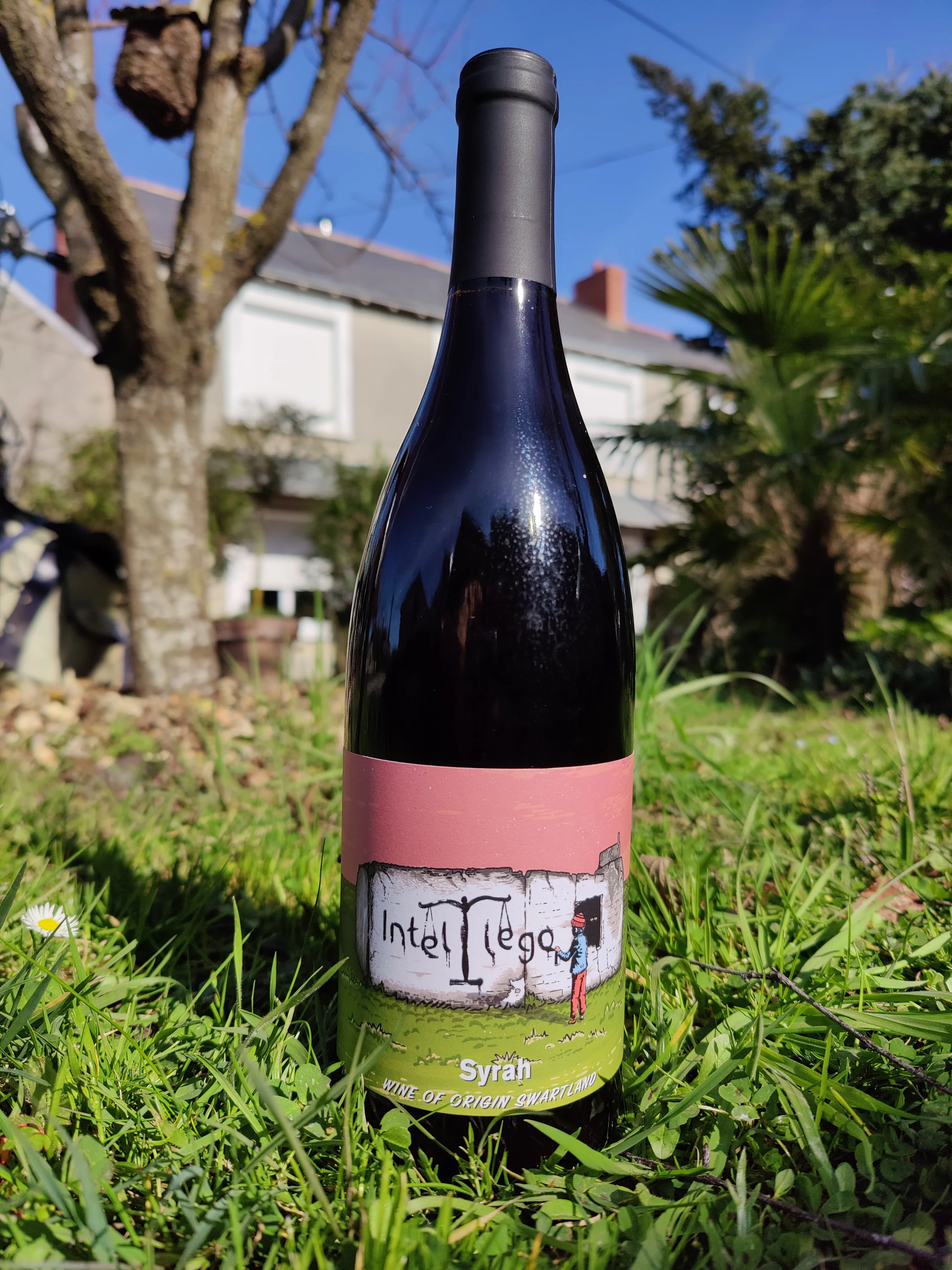 Syrah Intellego