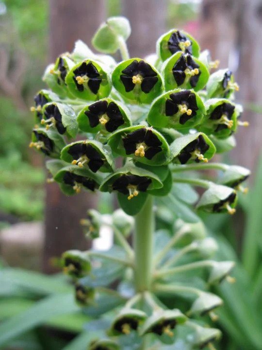 Euphorbe