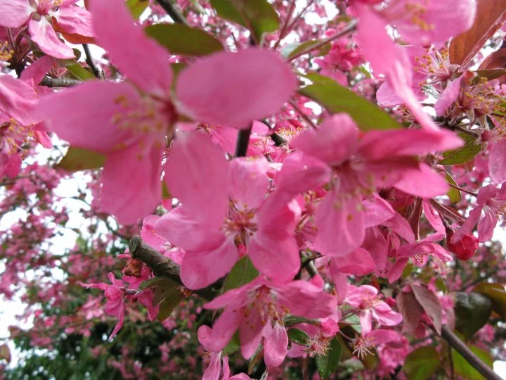 Fleur-de-prunus