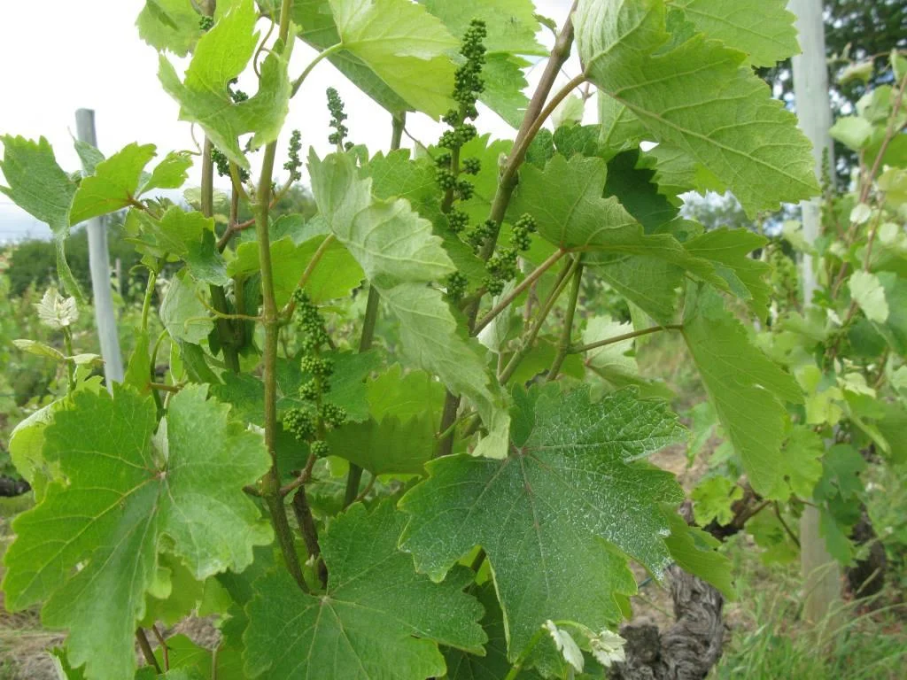 GRAPPES-BEAULIEU