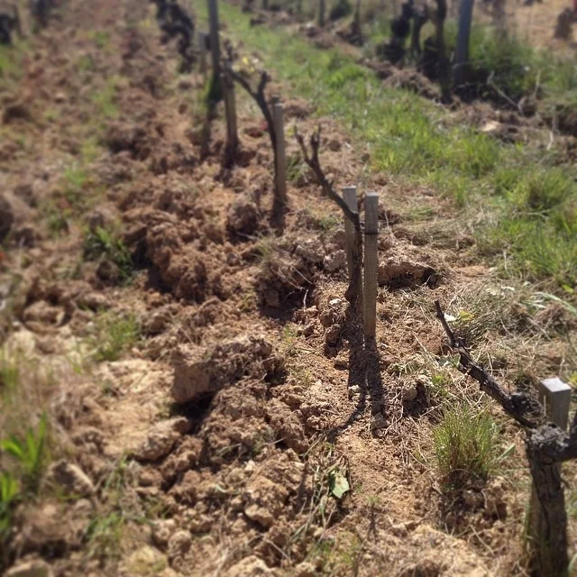 VIGNES-LABOUREES