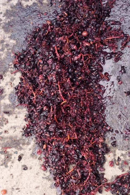 raisins-ecrases